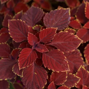 Red Chopadia